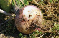 Navets pas jolis (déclassés)