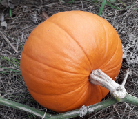 Courge jack o lantern