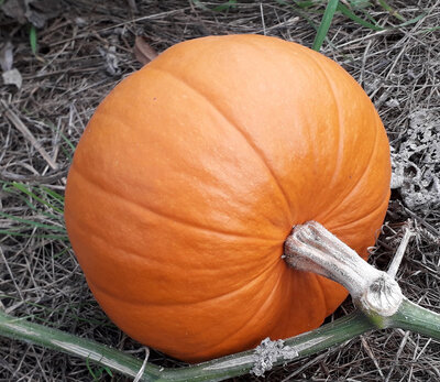 Courge jack o lantern