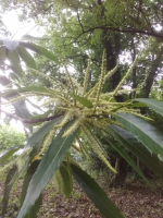 Miel de châtaignier