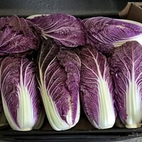 Chou chinois violet bio (la pièce)