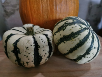 Courge patidou 'sweet dumpling'