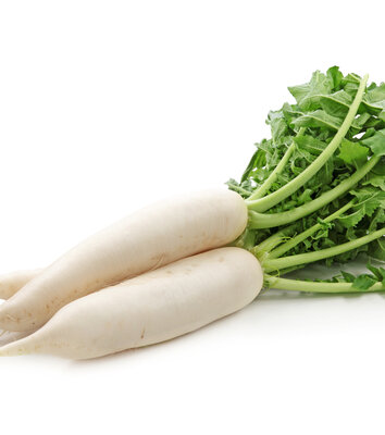 Radis blanc 'daïkon'