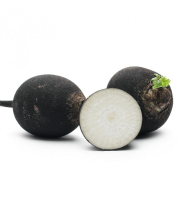Radis noir 'rond'