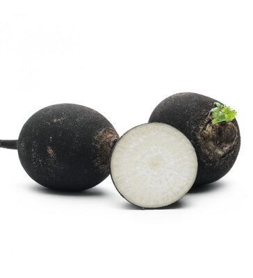 Radis noir 'rond'