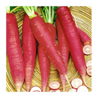 Radis 'ostergruss' (de paques)