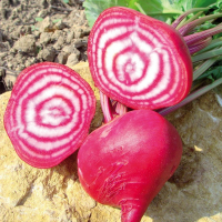 Betterave rouge de chioggia