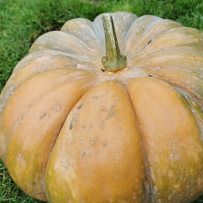 Courge 'muscade'