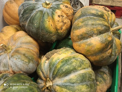 Courge de musquée-pce 4kg