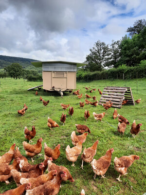 Oeufs fermiers par 6