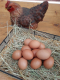 Oeufs fermiers par 6 - image 2