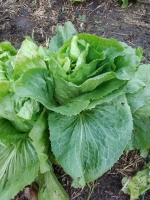 Salade pain de sucre