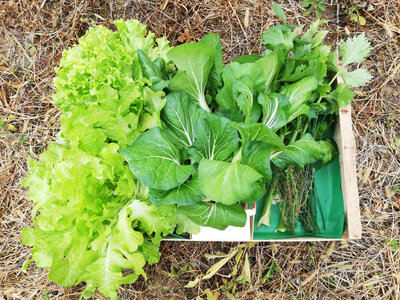 Panier végétarien