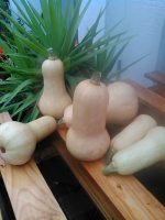 Courges 'butternut'