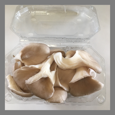 Pleurote bio