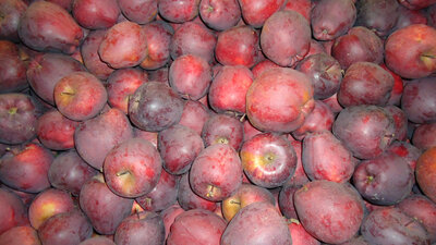 Pomme géromine
