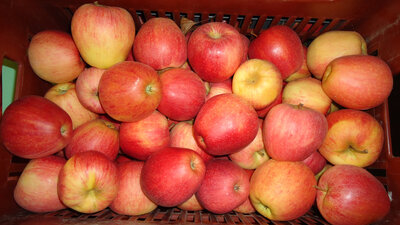 Pomme galaxy