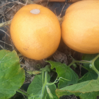 Courges melonette jaspée de vendée