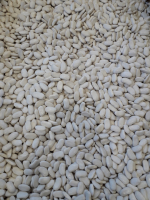 Haricots tarbais secs écossé