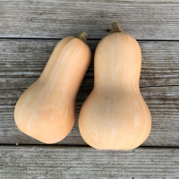 Courge butternut bio (la pièce)