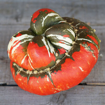 Courge bonnet turc (la pièce)