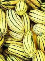 Courge delicata bio (la pièce)