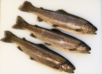 Truite entière vidée