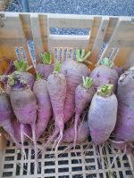 Radis d'hiver blauer