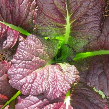 Moutarde red giant