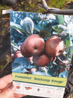 Pommier boskoop demi tige 10/12