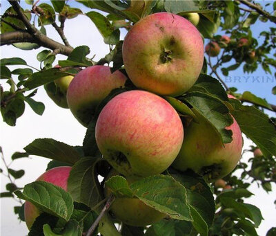 Pomme « bénédictin » 1kg