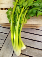 Céleri branche