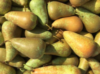 Poire « conférence »