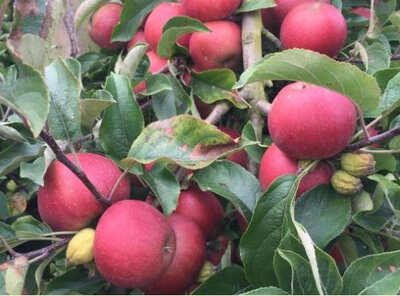 Pommes 'elstar'