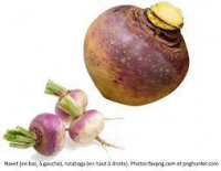 Rutabaga