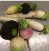 Radis divers d'hiver