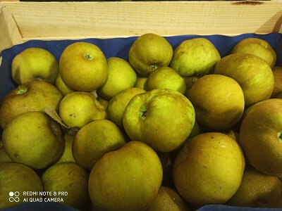 Pomme 'canada'