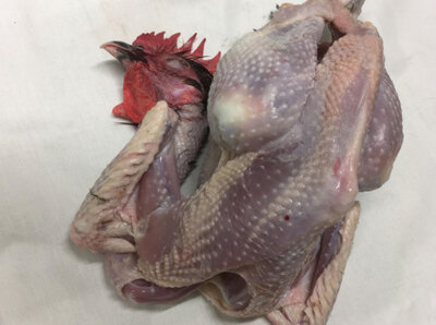 Coq