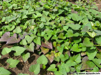 Bouquet de feuille patate douce