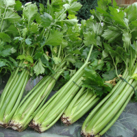 Cèleri branche