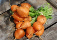 Carottes rondes
