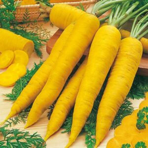 Carottes jaunes