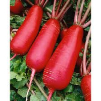 Radis rose de chine botte