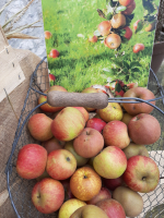 Pommes de notre verger bio