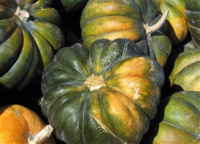 Courges 'musquées de provence'
