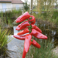 Corde piment gorria (d'espelette pays basque)