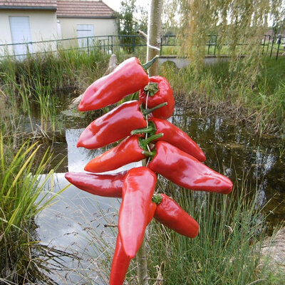 Corde piment gorria (d'espelette pays basque)