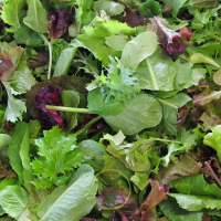Mesclun asiatique bio (la botte)