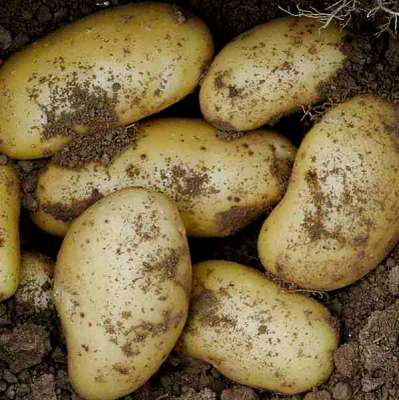 Pommes de terre gourmandine