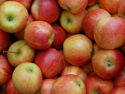 Pommes variété 'jonagold'